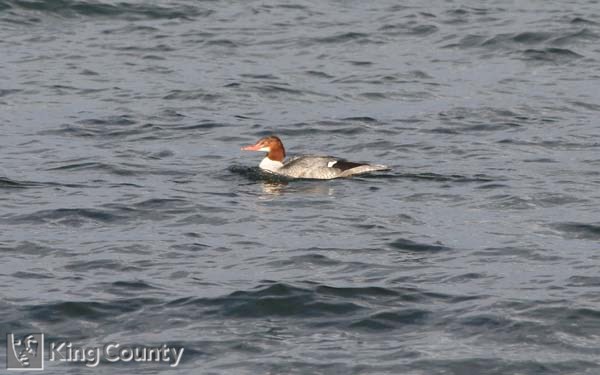 Photo of Common Merganser - Mergus merganser
